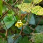 Vigna radiata flower picture by prasadnayak2002 (cc-by-sa)
