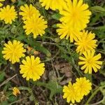 Crepis capillaris flower picture by Michel AMBROISE (cc-by-sa)
