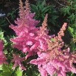 Astilbe japonica flower picture by prissy frank (cc-by-sa)