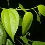 Lunania mexicana leaf picture by Nelson Zamora Villalobos (cc-by-nc)