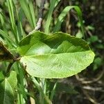 Ficus mauritiana leaf picture by S. Dufour-Kowalski (cc-by-sa)