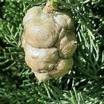 Cupressus sempervirens fruit picture by Michel Woitiez (cc-by-sa)