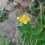 Chelidonium majus flower picture by Trueba Sainz Iván (cc-by-sa)