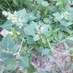 Chenopodium vulvaria habit picture by Botasy (cc-by-sa)