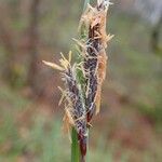 Carex flacca fruit picture by Yoan MARTIN (cc-by-sa)