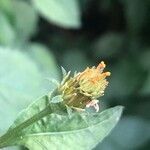 Bidens subalternans flower picture by Diego Alex (cc-by-sa)