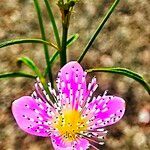 Cleome chelidonii flower picture by Umang Dubey (cc-by-sa)