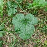 Geum macrophyllum leaf picture by Namakemono Namakemono (cc-by-sa)