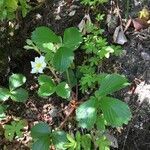 Fragaria chiloensis habit picture by Daniel Barthelemy (cc-by-nc)