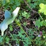 Arisarum vulgare habit picture by Francois Mansour (cc-by-sa)