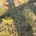 Prosopis farcta leaf picture by Ertugrul (cc-by-sa)