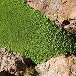 Azorella compacta leaf picture by Fabien Anthelme (cc-by-sa)