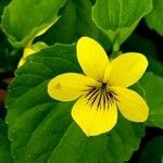 Viola glabella flower picture by Danny Hayes (cc-by-sa)