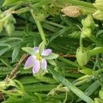Spergularia marina flower picture by Pereira Jorge (cc-by-sa)