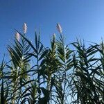 Arundo donax leaf picture by Luc Roux (cc-by-sa)