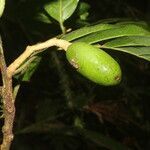 Beilschmiedia costaricensis fruit picture by Nelson Zamora Villalobos (cc-by-nc)