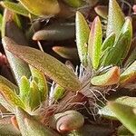 Portulaca foliosa leaf picture by susan brown (cc-by-sa)