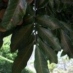 Dimocarpus longan leaf picture by Hugo SANTACREU (cc-by-sa)