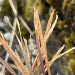 Poa cucullata leaf picture by Fabien Anthelme (cc-by-sa)