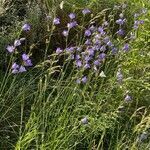 Campanula persicifolia habit picture by Jacques Zuber (cc-by-sa)