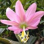 Passiflora tripartita flower picture by T Casey (cc-by-sa)