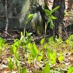 Uvularia sessilifolia habit picture by Vicki Brown (cc-by-sa)