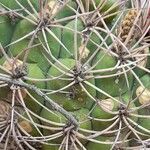 Gymnocalycium saglionis leaf picture by Trap Hers (cc-by-sa)