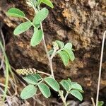 Indigofera binderi leaf picture by Susan Brown (cc-by-sa)