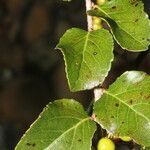 Xylosma horrida leaf picture by Nelson Zamora Villalobos (cc-by-nc)