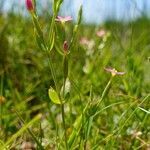 Centaurium pulchellum habit picture by Pierre LEON (cc-by-sa)