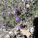 Viola corsica flower picture by beurny (cc-by-sa)