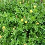 Oenothera laciniata habit picture by Pyx B. (cc-by-sa)