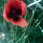 Papaver argemone flower picture by Filip Arndt (cc-by-sa)