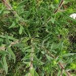 Onosma arenaria habit picture by Janos Balint (cc-by-sa)