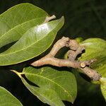 Hymenaea courbaril fruit picture by Nelson Zamora Villalobos (cc-by-nc)