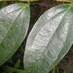 Satyria meiantha leaf picture by Nelson Zamora Villalobos (cc-by-nc)