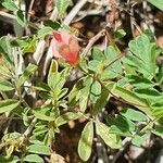 Indigofera brevicalyx flower picture by susan brown (cc-by-sa)