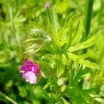 Geranium dissectum habit picture by Marie (cc-by-sa)
