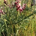 Vicia benghalensis habit picture by de Toro Cacharrón (cc-by-sa)
