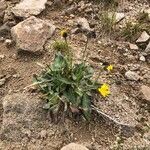 Hieracium alpinum habit picture by David Ježek (cc-by-sa)