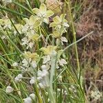 Gomphocarpus integer flower picture by susan brown (cc-by-sa)