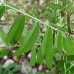 Vicia grandiflora leaf picture by Marcin Janus (cc-by-sa)