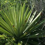 Agave sisalana habit picture by E. Mouysset (cc-by-sa)