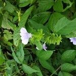 Barleria cristata flower picture by Md. Anisur Rahman (cc-by-sa)
