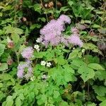Thalictrum aquilegiifolium flower picture by Elfi Karner (cc-by-sa)