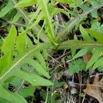 Lactuca canadensis habit picture by Joshua Kuykendall (cc-by-sa)