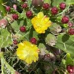 Opuntia monacantha flower picture by jacqueline mariani (cc-by-sa)