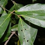 Heteropterys laurifolia leaf picture by Nelson Zamora Villalobos (cc-by-nc)