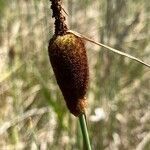 Typha minima flower picture by Olivier Chaline (cc-by-sa)