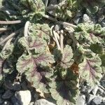 Erodium boissieri leaf picture by manuelmm (cc-by-sa)